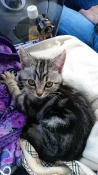 ラムオ 様のお迎えした子猫