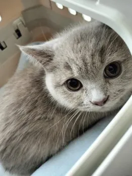 ののママ 様のお迎えした子猫