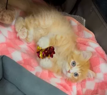 キット 様のお迎えした子猫