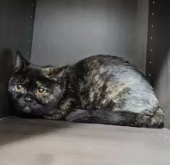 K.Y 様のお迎えした子猫