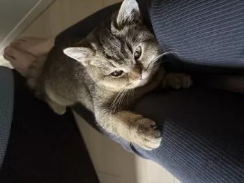 A.Ｉ 様のお迎えした子猫