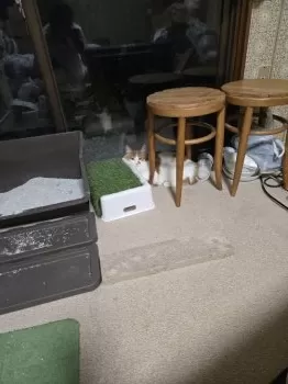 M.S 様のお迎えした子猫