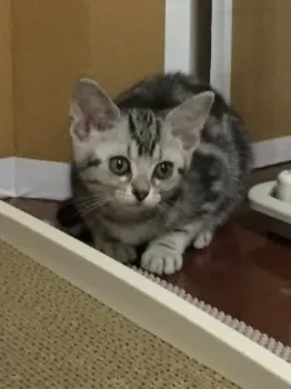 ミーまま 様のお迎えした子猫