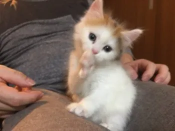 まさき 様のお迎えした子猫