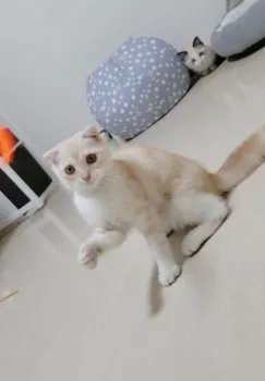 れなさん 様のお迎えした子猫