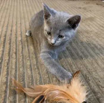 kakinomi 様のお迎えした子猫
