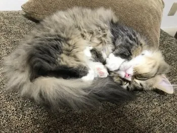 さちやん 様のお迎えした子猫