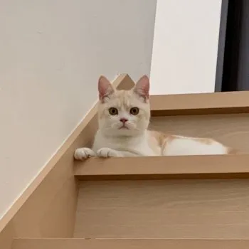 mirea 様のお迎えした子猫