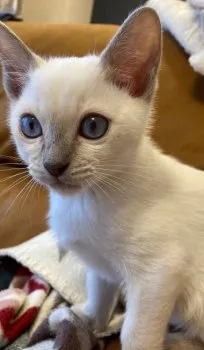 OKA 様のお迎えした子猫