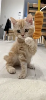 そららそ 様のお迎えした子猫