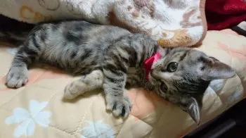 さおりん 様のお迎えした子猫