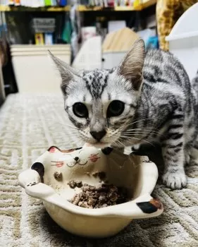 チロル 様のお迎えした子猫