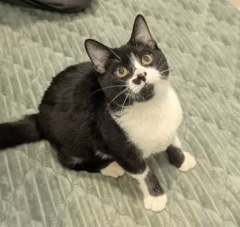 N.K 様のお迎えした子猫