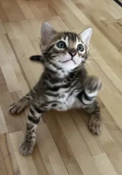 S.Ｉ 様のお迎えした子猫