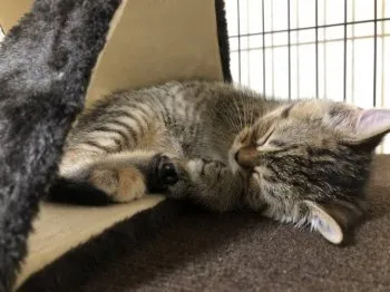 kibok 様のお迎えした子猫