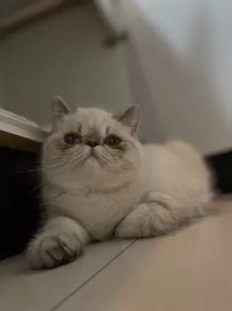 C.O 様のお迎えした子猫