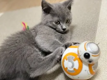 泰葉 様のお迎えした子猫