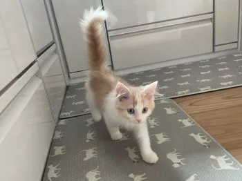 Yasuko 様のお迎えした子猫
