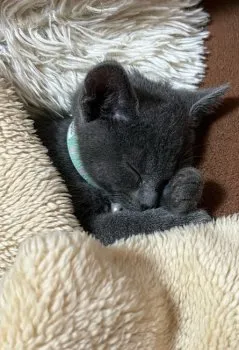 RRR 様のお迎えした子猫