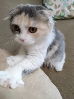 SAKURA 様のお迎えした子猫
