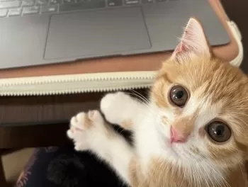 T.K 様のお迎えした子猫