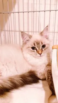 S.K 様のお迎えした子猫