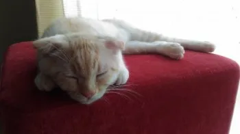 M.F 様のお迎えした子猫