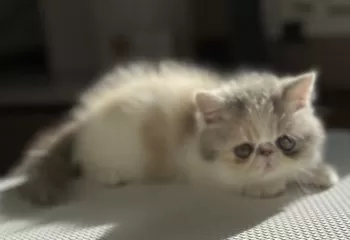 M.S 様のお迎えした子猫