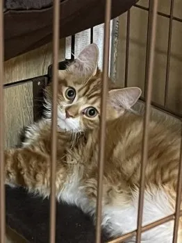 なかなか 様のお迎えした子猫