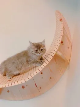 taki 様のお迎えした子猫