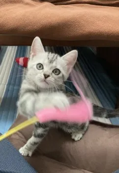 ちーば 様のお迎えした子猫