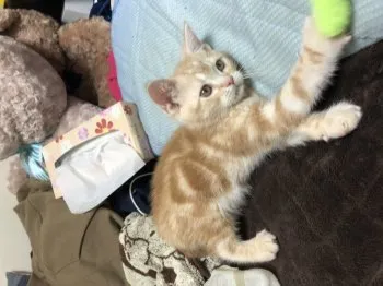 くぅ 様のお迎えした子猫