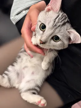 fmiaku 様のお迎えした子猫