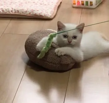 ue 様のお迎えした子猫