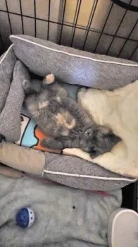 ちゅらぱぱ 様のお迎えした子猫