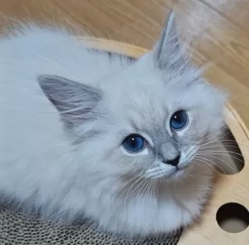 Maria 様のお迎えした子猫
