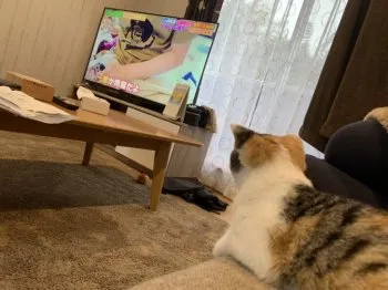 りか 様のお迎えした子猫