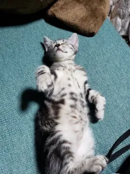 hiro 様のお迎えした子猫