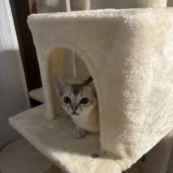 なつちゃんのお母さん 様のお迎えした子猫