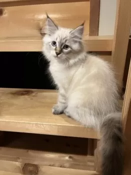 Y.Ｉ 様のお迎えした子猫