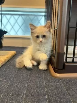 mey 様のお迎えした子猫