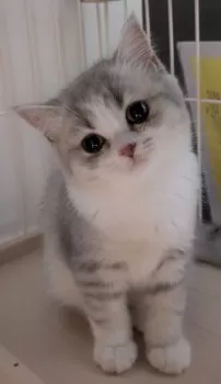 F.M. 様のお迎えした子猫