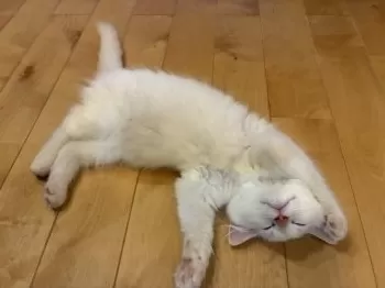 D.H 様のお迎えした子猫