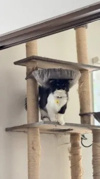 N.O 様のお迎えした子猫