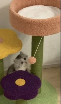 みち 様のお迎えした子猫