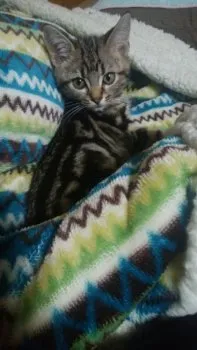 ゆう 様のお迎えした子猫