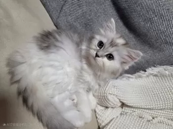 S.O 様のお迎えした子猫