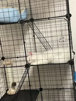 Y.H 様のお迎えした子猫