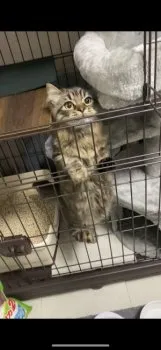 H 様のお迎えした子猫