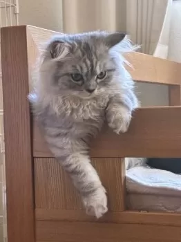 たかち 様のお迎えした子猫